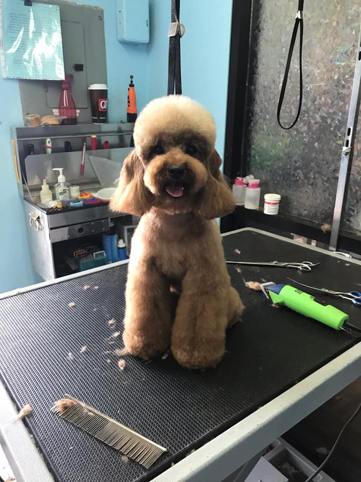 A freshly styled brown dog at Bark Avenue, from the original grooming page