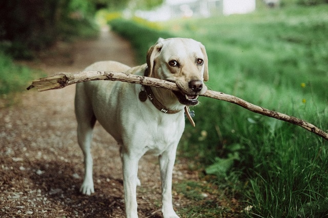 Large dog carrying a branch, original website size-guide image