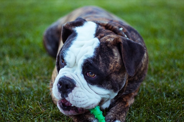 Bulldog on grass, original website size-guide image